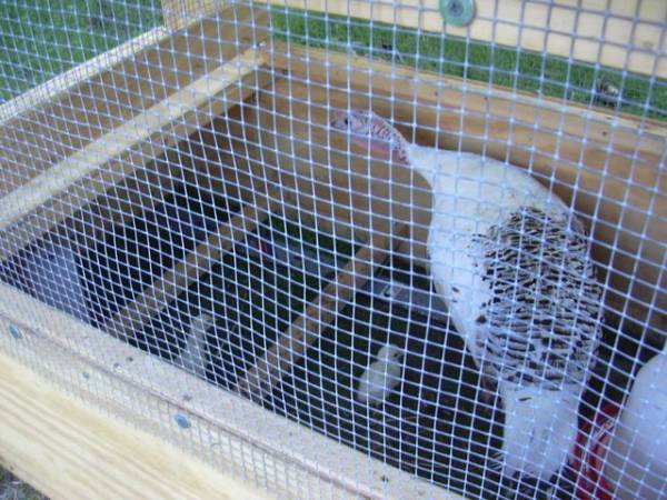 Turkey in coop Turkey in coop
